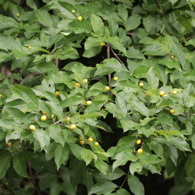 Bunchosia nitida, photographed by Aitor