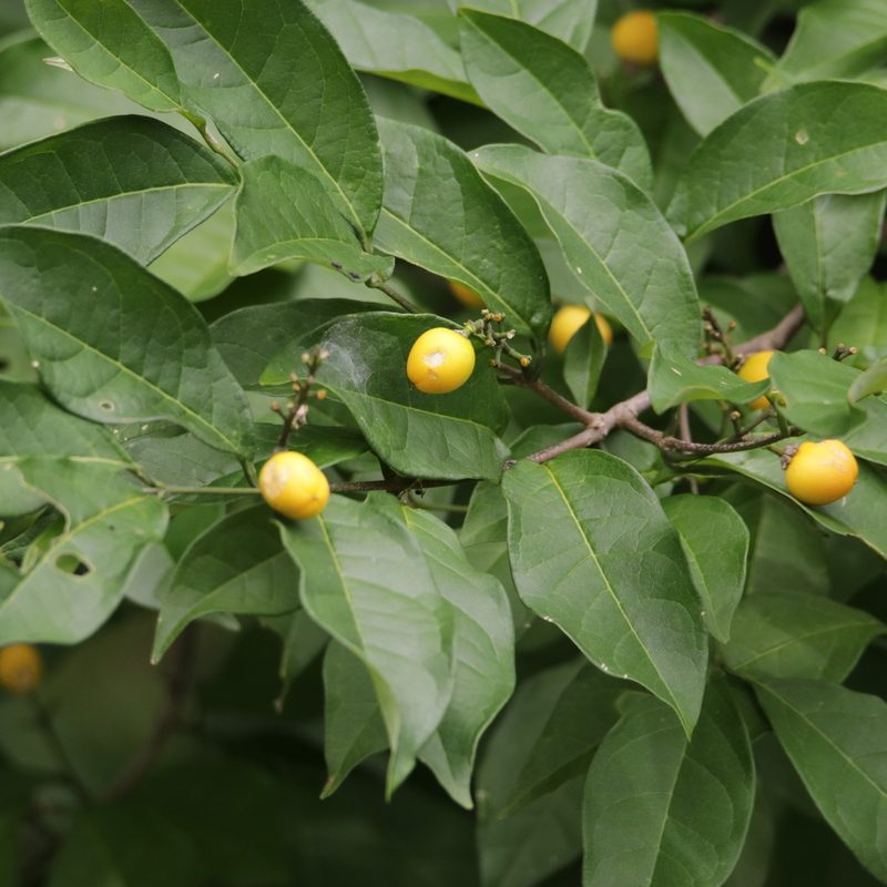 Bunchosia nitida, photographed by Aitor