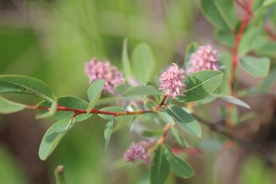 Salix pedicellaris, photographed by Rob Foster
