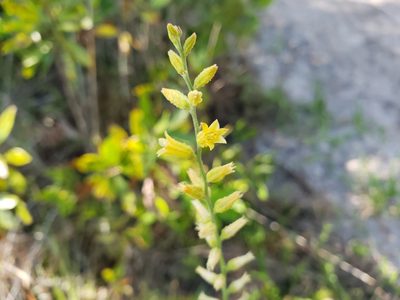 Aletris lutea, photographed by Arturo Santos