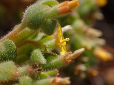 Mentzelia micrantha, photographed by George Williams