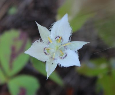 Calochortus lyallii, photographed by 66dodge