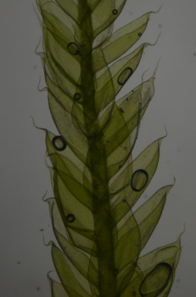 Rectithecium piliferum, photographed by Randal