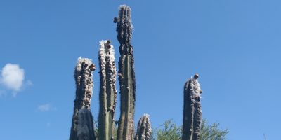 Pilosocereus leucocephalus, photographed by Tereso Hernández Morales