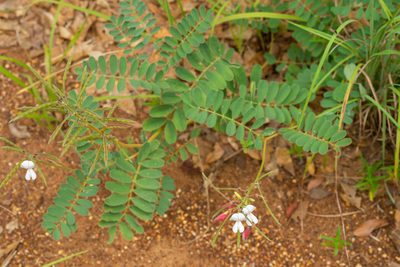 Tephrosia onobrychoides, photographed by Kyle M. Simpson