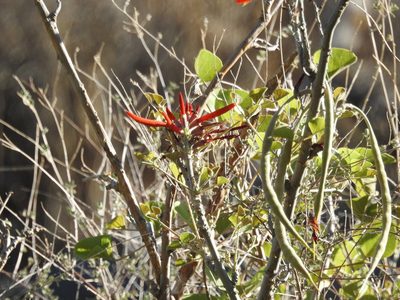 Erythrina flabelliformis, photographed by Rachel Stringham