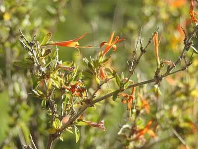Anisacanthus thurberi, photographed by Rachel Stringham