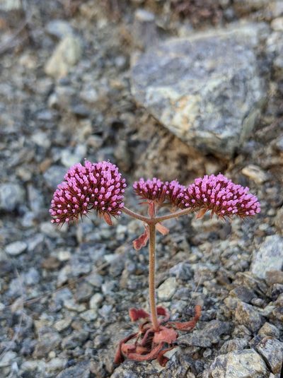 Chorizanthe palmeri, photographed by slobirdr