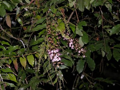 Hirtella racemosa, photographed by Eduardo Chacón Madrigal