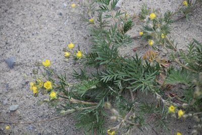 Potentilla bimundorum, photographed by Syd Cannings