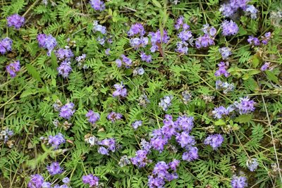 Astragalus bodinii, photographed by Syd Cannings