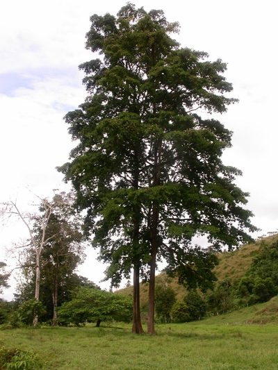 Terminalia amazonia, photographed by Eduardo Chacón Madrigal