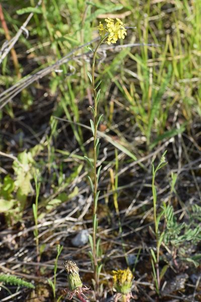 Erysimum coarctatum, photographed by Syd Cannings