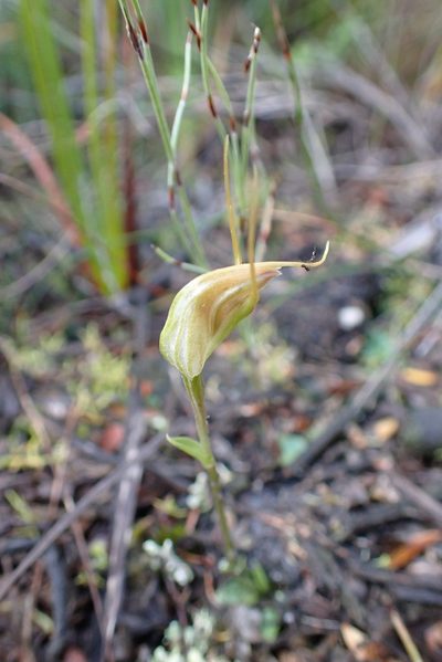 Pterostylis pedoglossa, photographed by corunastylis