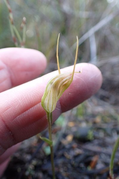 Pterostylis pedoglossa, photographed by corunastylis