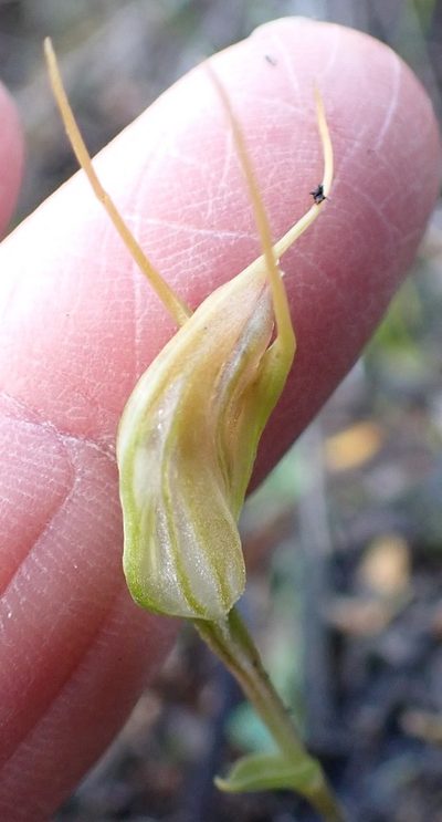 Pterostylis pedoglossa, photographed by corunastylis