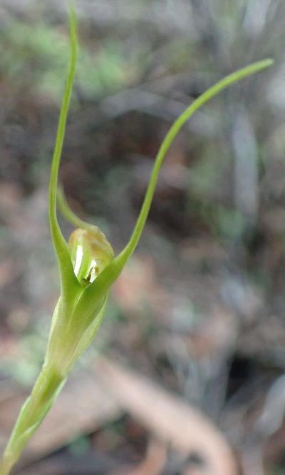 Pterostylis pedoglossa, photographed by corunastylis