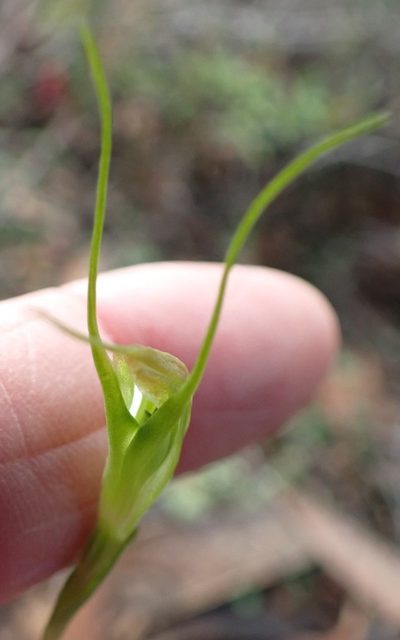 Pterostylis pedoglossa, photographed by corunastylis