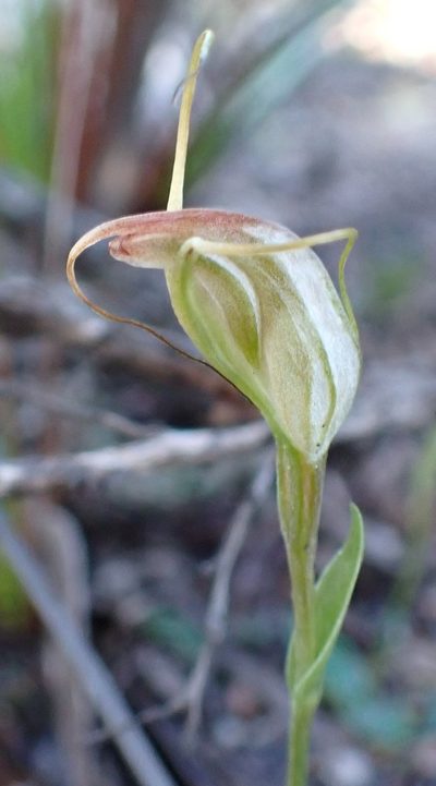 Pterostylis pedoglossa, photographed by corunastylis