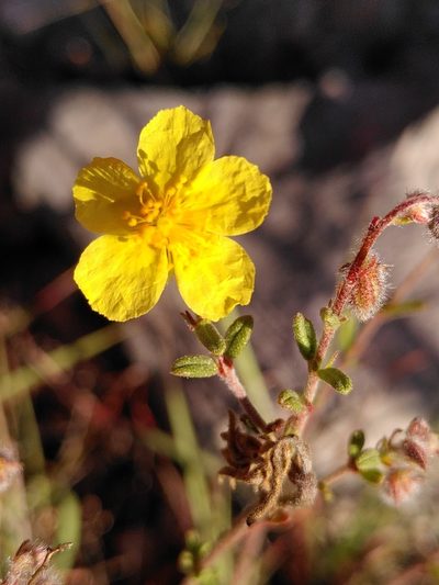 Helianthemum hirtum, photographed by Yves Bas