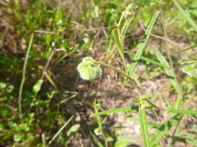 Tragia urens, photographed by cwarneke