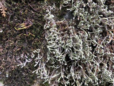 Hedwigia emodica, photographed by Jason Grant