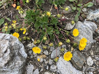 Potentilla crantzii, photographed by Jason Grant