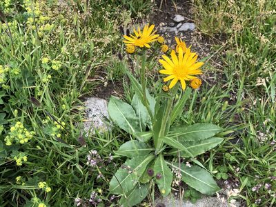 Senecio doronicum, photographed by Jason Grant