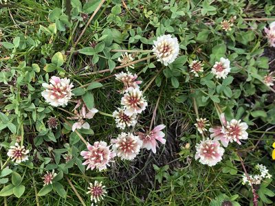 Trifolium pallescens, photographed by Jason Grant