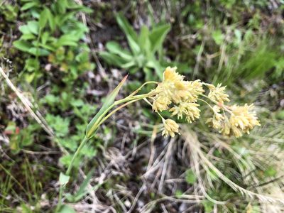 Luzula lutea, photographed by Jason Grant