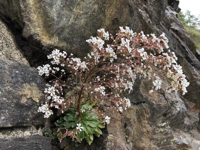 Saxifraga cotyledon, photographed by Jason Grant