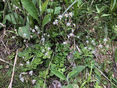 Saxifraga cuneifolia, photographed by Jason Grant