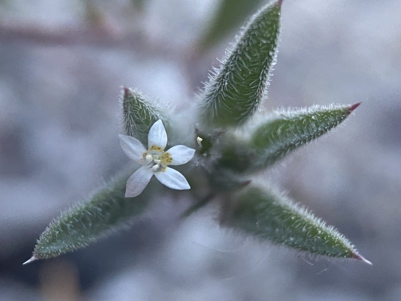 Loeseliastrum depressum, photographed by Matt Berger