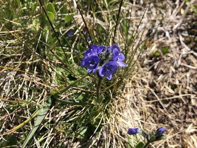 Veronica bellidioides, photographed by Jason Grant