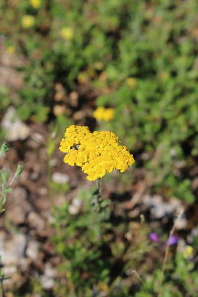 Achillea tomentosa, photographed by Fabien Piednoir