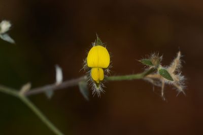 Crotalaria orixensis, photographed by S.MORE