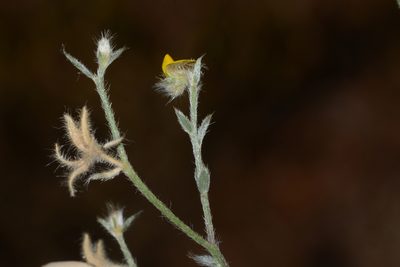 Crotalaria orixensis, photographed by S.MORE