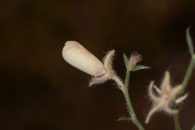 Crotalaria orixensis, photographed by S.MORE