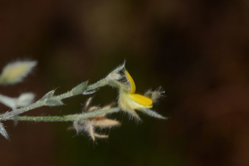 Crotalaria orixensis, photographed by S.MORE