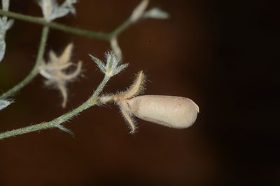 Crotalaria orixensis, photographed by S.MORE