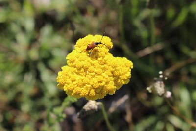 Achillea tomentosa, photographed by Fabien Piednoir