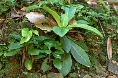 Swertia shintenensis, photographed by 國立臺灣博物館