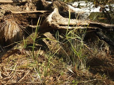 Cyperus sexangularis, photographed by Matthew Fainman