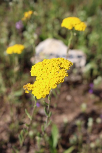 Achillea tomentosa, photographed by Fabien Piednoir