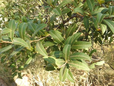 Ozoroa paniculosa, photographed by Matthew Fainman