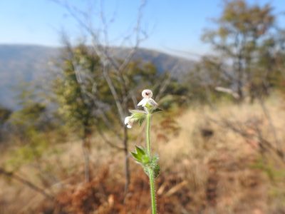 Stachys natalensis, photographed by Matthew Fainman