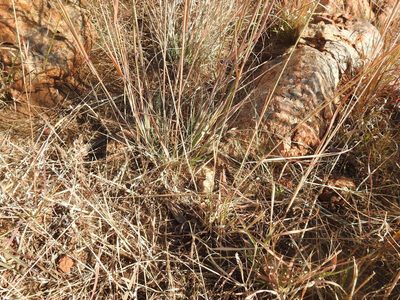 Pogonarthria squarrosa, photographed by Matthew Fainman