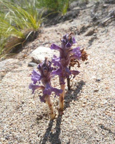 Orobanche coerulescens, photographed by Юлия