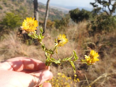 Helichrysum setosum, photographed by Matthew Fainman