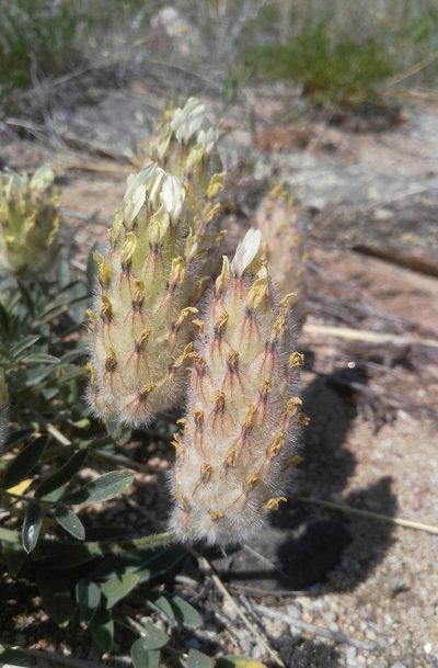 Astragalus lupulinus, photographed by Юлия